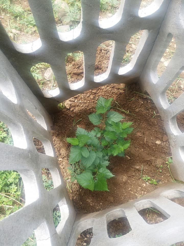  FIXING OF TREE GUARDS TO PROTECT THE YOUNG TREES 